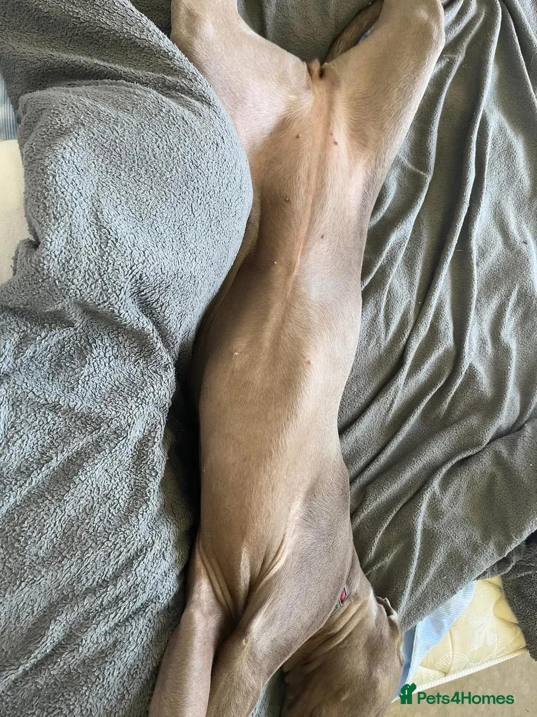 Weimaraner dogs for sale: Hallie  - Advert 18