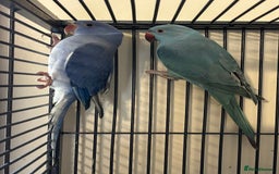 Ringnecks birds for sale: Stunning Baby Indian Ringnecks  - Image 8