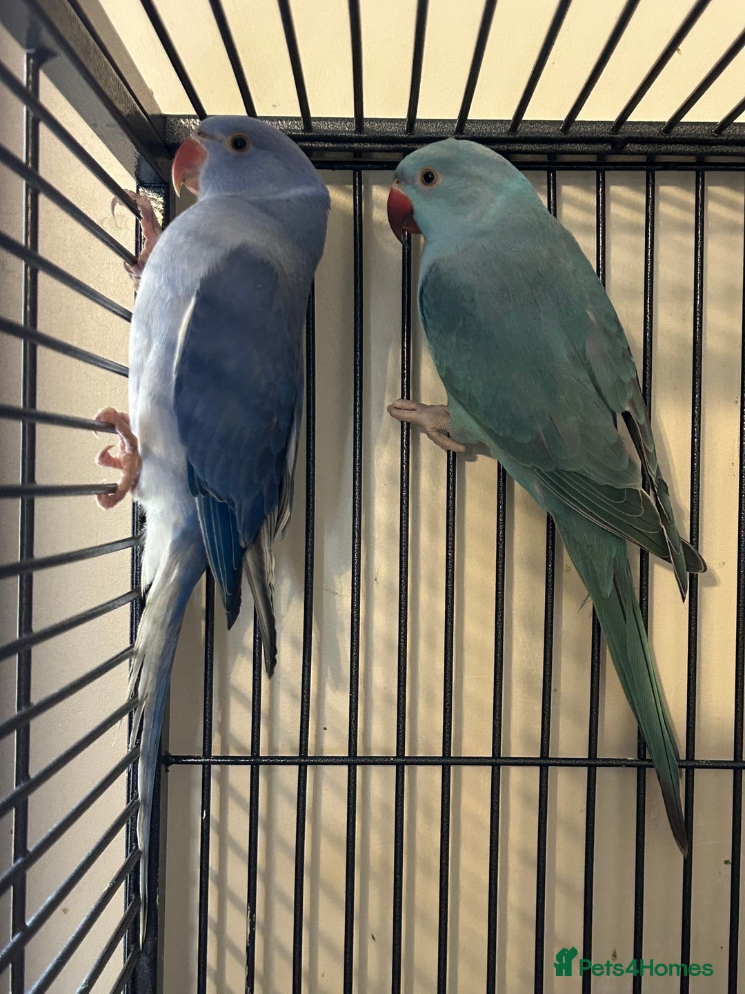 Ringnecks birds for sale: Stunning Baby Indian Ringnecks  - Image 8