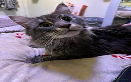 Maine Coon cats for sale: Maine Coon Kittens - Image 9