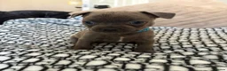 Mixed Breed dogs for sale: Frenchies x Pomeranian puppies - Advert 13