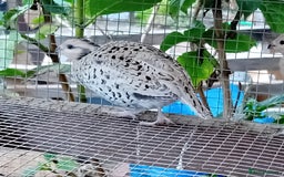 Quail poultry for sale: Snowflake Bobwhite [3 females + 1 male] - Image 1