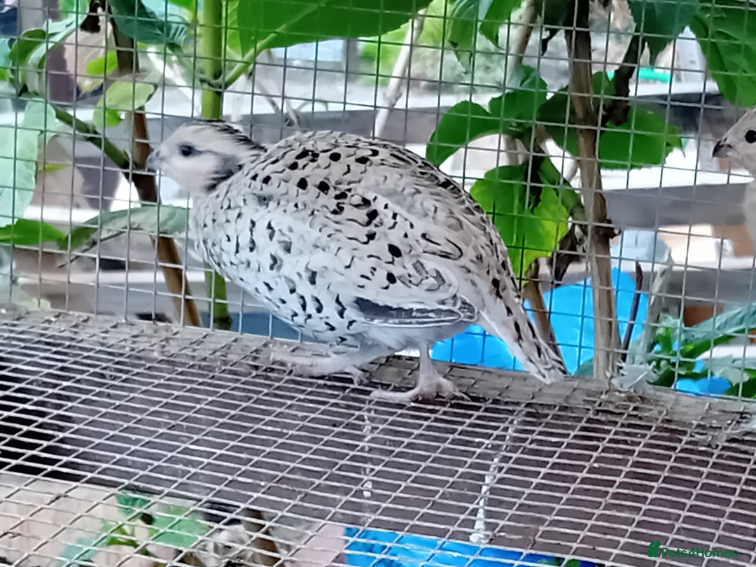 Quail poultry for sale: Snowflake Bobwhite [3 females + 1 male] - Image 1