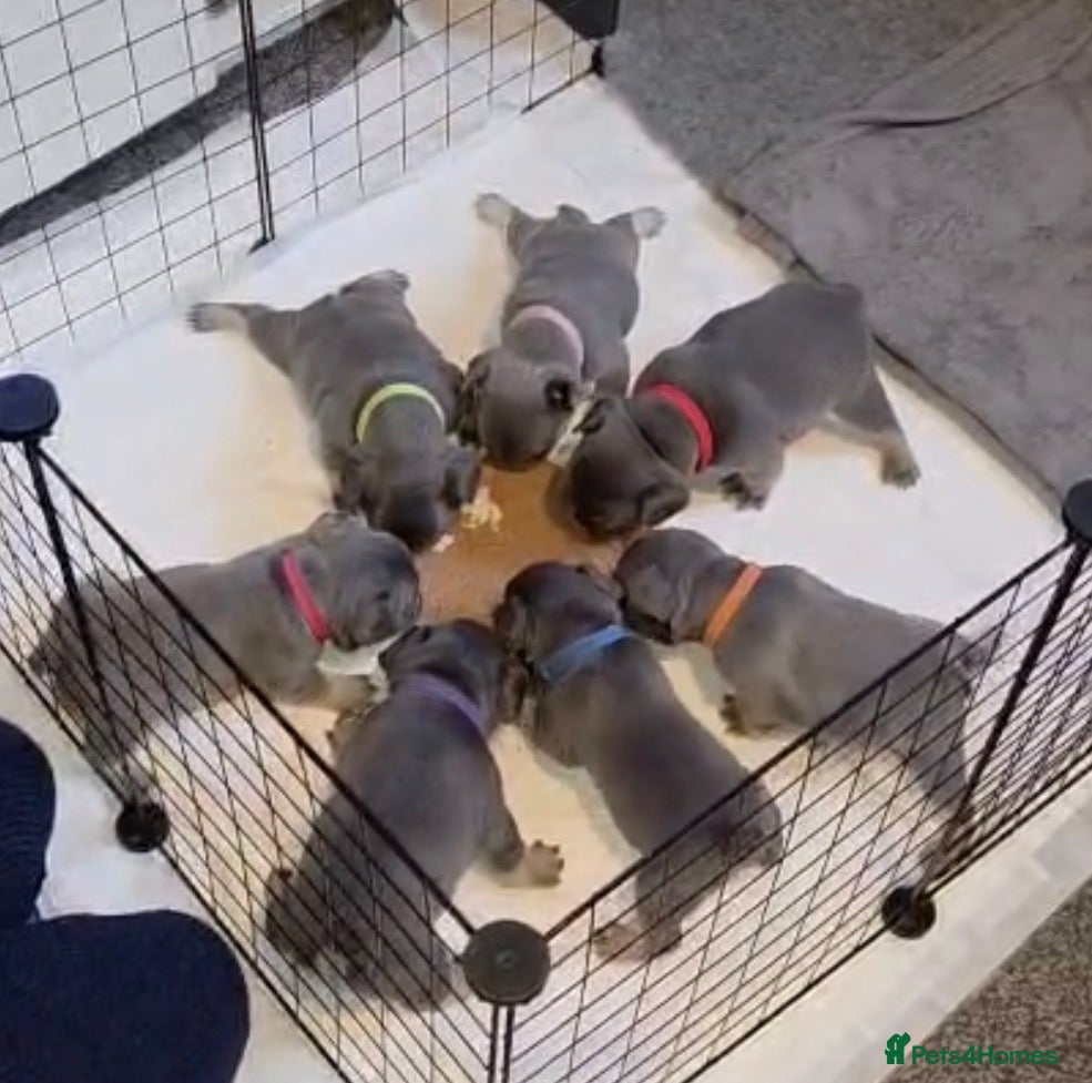 French Bulldog dogs French bulldog puppies - Advert 11