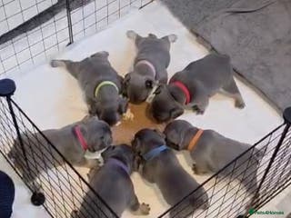 French Bulldog dogs French bulldog puppies - Advert 8