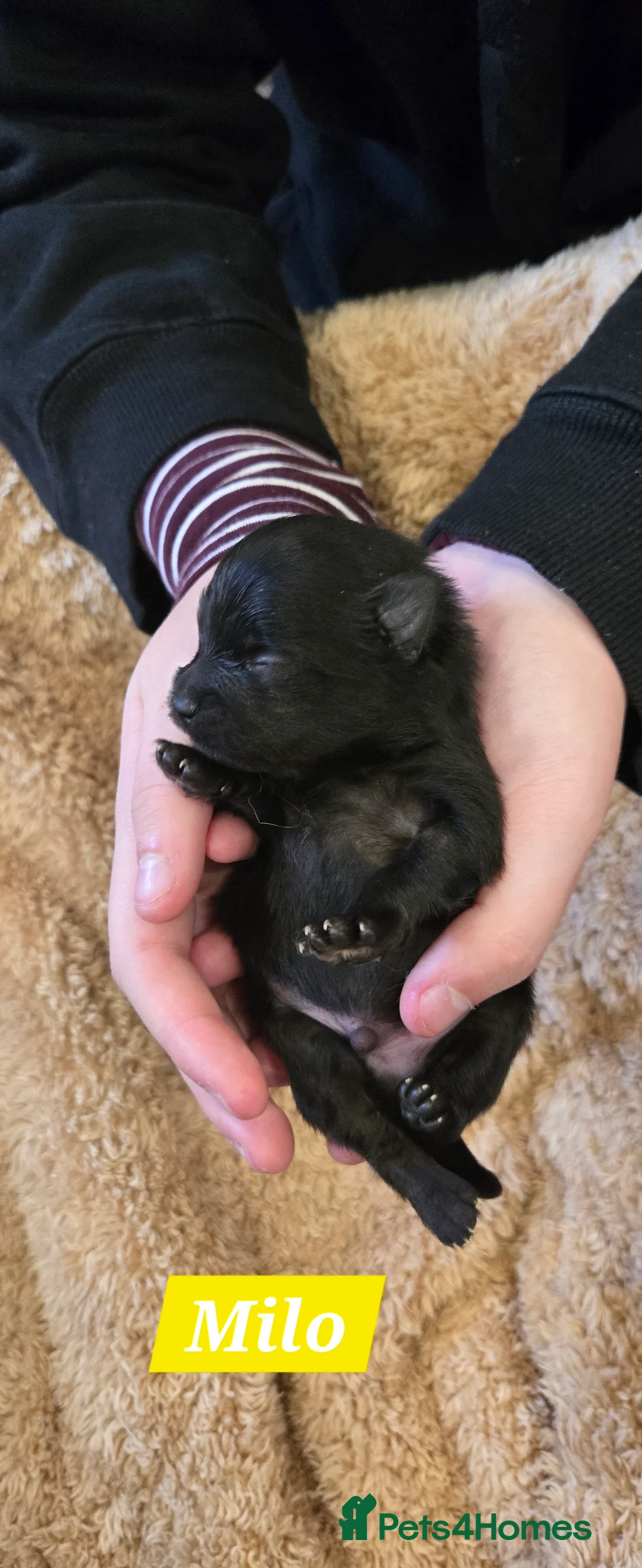 Pomeranian dogs for sale: Pretty Pomeranians  - Advert 28