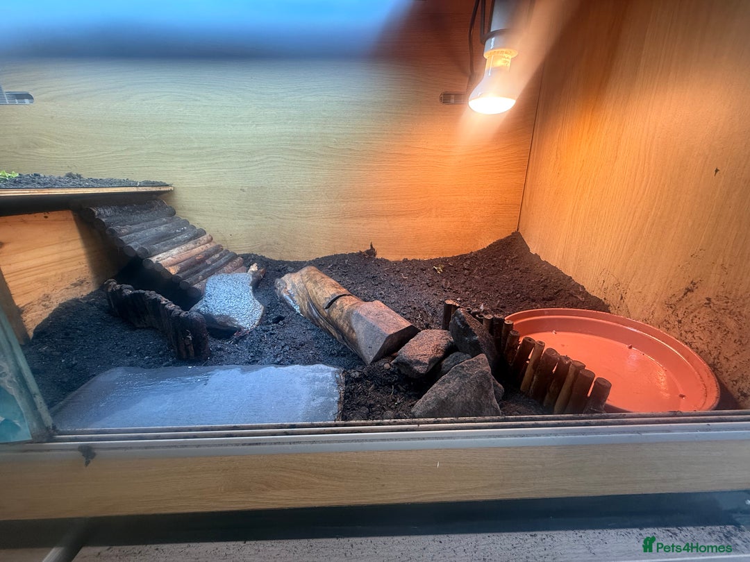 Tortoise reptiles for sale: Horse-field tortoise - BOLTON - Image 3