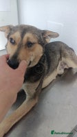 Mixed Breed dogs 🐺 WOLFIE – A Brave Soul Ready for a New Life 🖤 - Advert 2