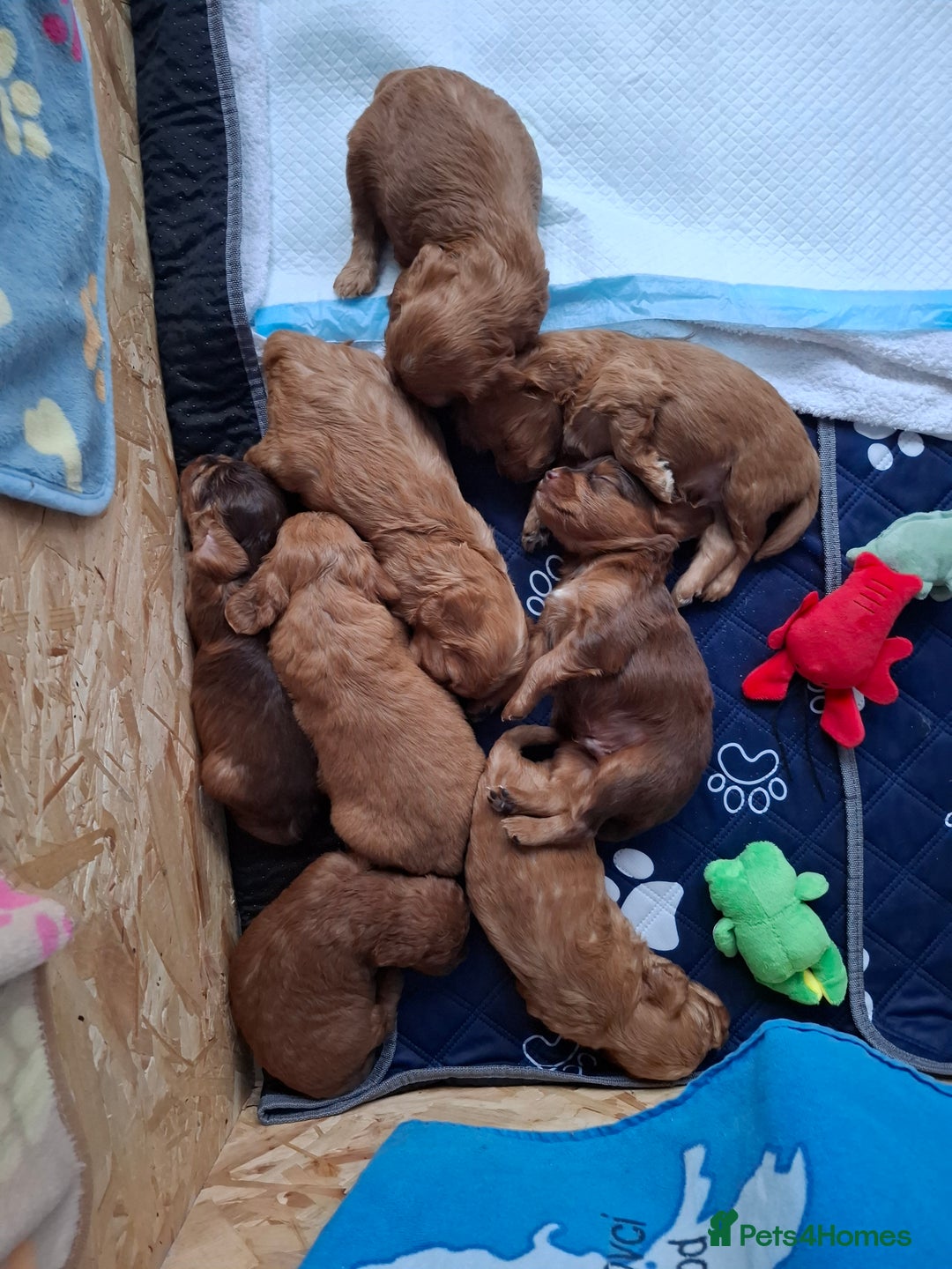 Cockapoo dogs for sale: F2 Cockapoos Puppies Gloucester - Advert 10