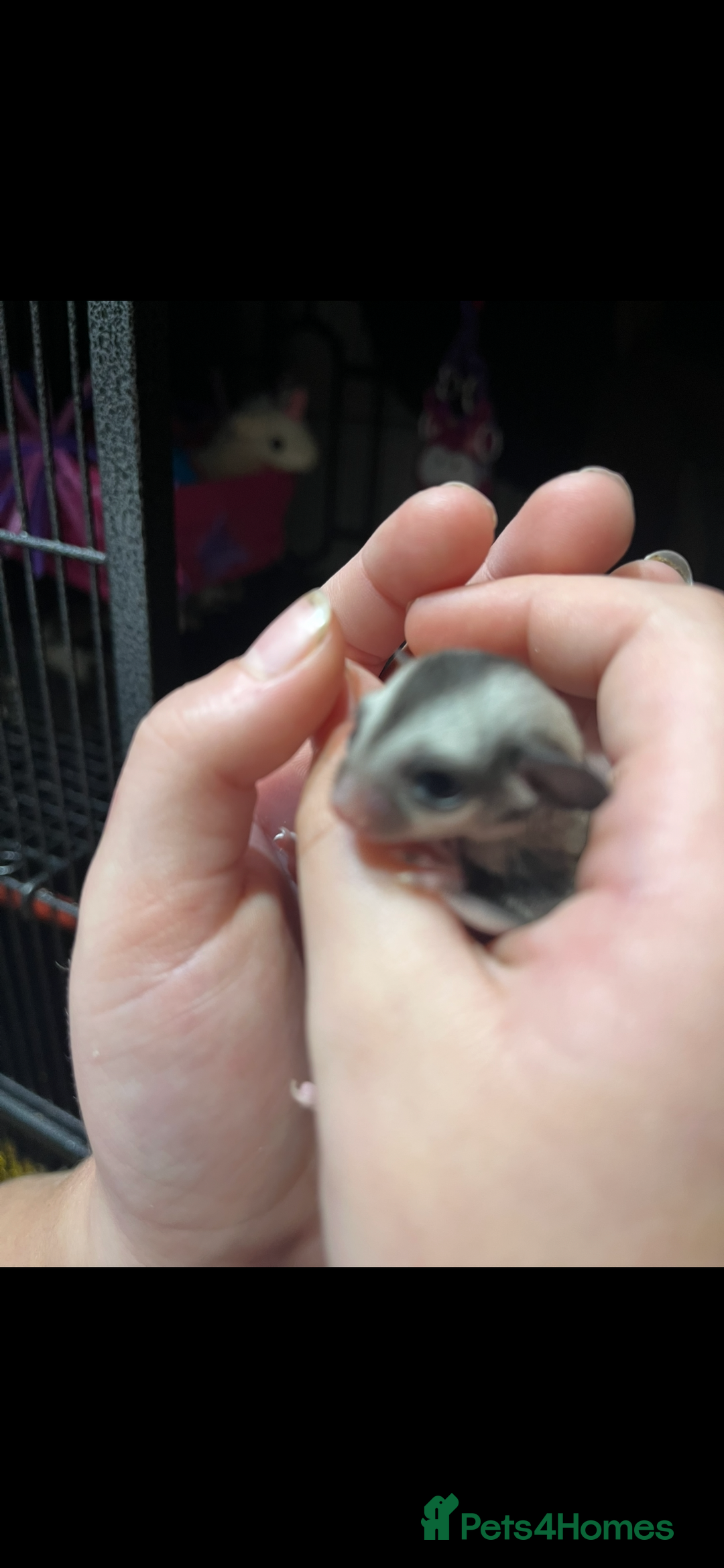 Sugar Glider rodents for sale: Sugar glider babies  - Advert 3