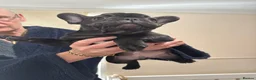 French Bulldog dogs for sale: 2 stunning french bulldogs  - Advert 33