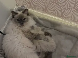 Ragdoll cats Two beautiful ragdoll kittens - Advert 3