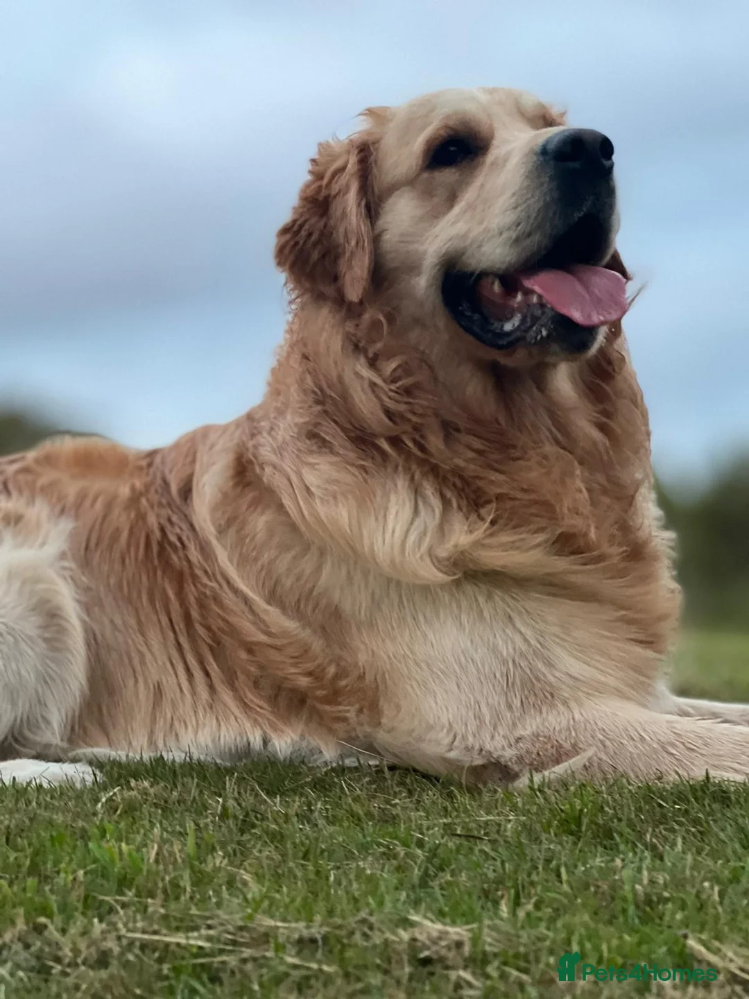 Goldendoodle dogs for sale: F1 Goldendoodles 🖤💛 - Advert 41