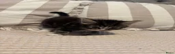 Ragdoll cats for sale: Ragdoll cross kittens  - Advert 21