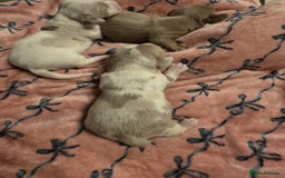 Dachshund dogs for sale: Mini daschund puppies - Image 8