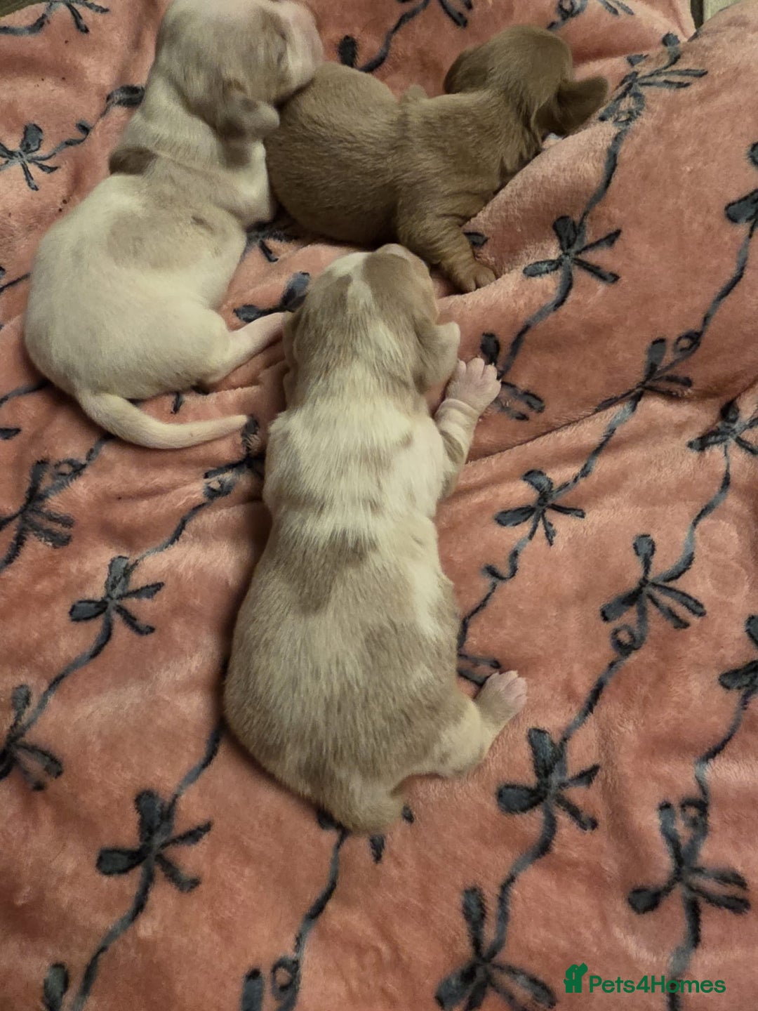 Dachshund dogs for sale: Mini daschund puppies - Image 8