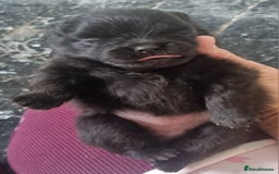 Pomeranian dogs for sale: Beautiful litter of poms  - Image 6