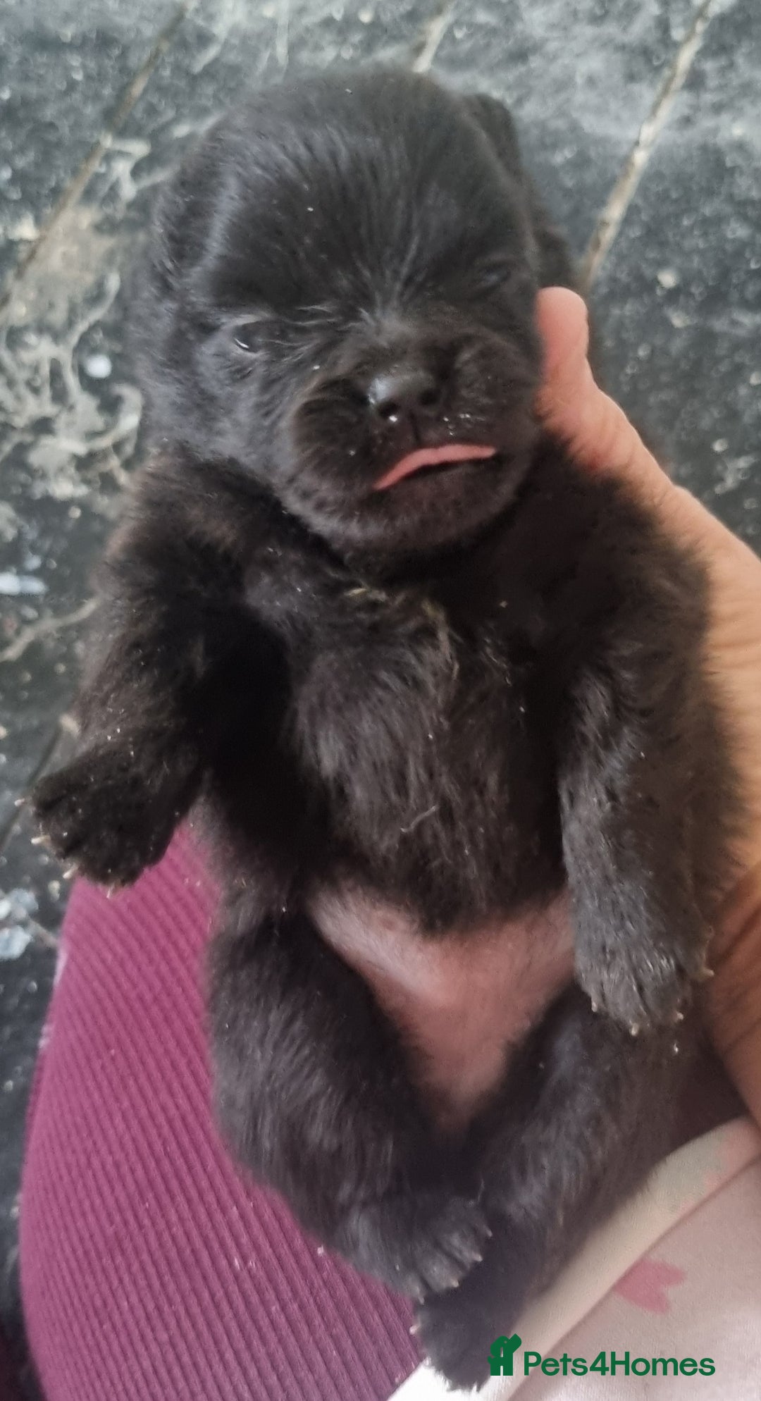 Pomeranian dogs for sale: Beautiful litter of poms  - Image 6