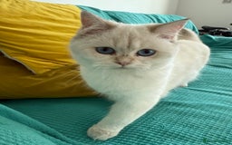 British Longhair cats for sale: British Longair and Shorthair Kittens for sale - Image 23