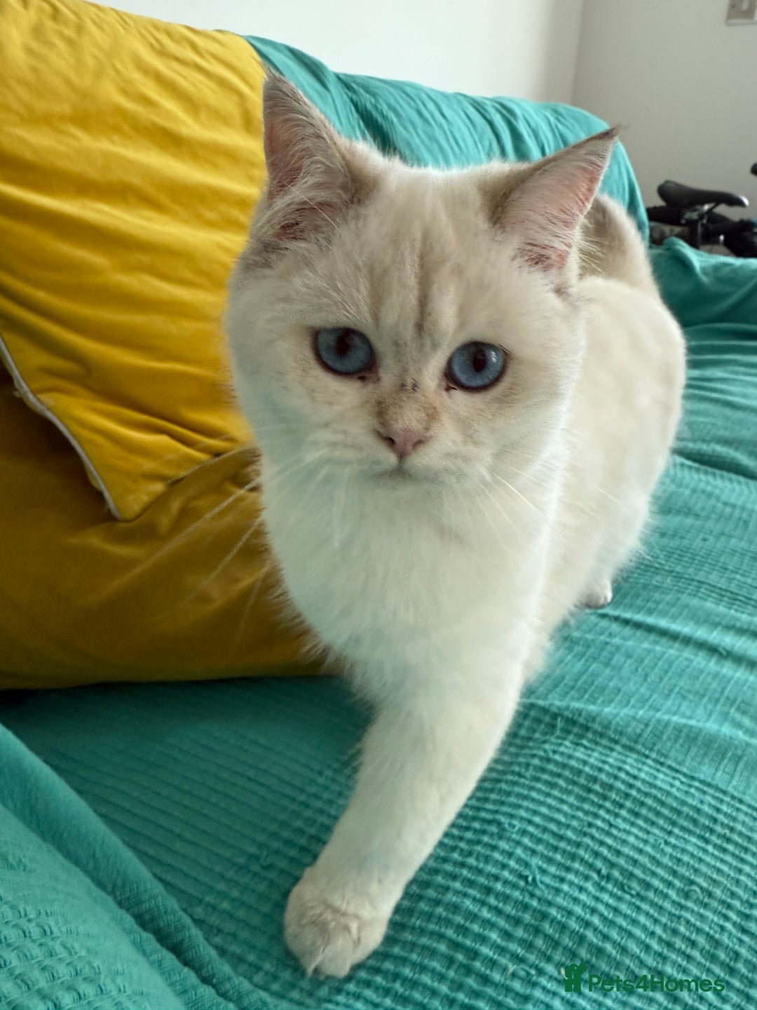 British Longhair cats for sale: British Longair and Shorthair Kittens for sale - Image 23