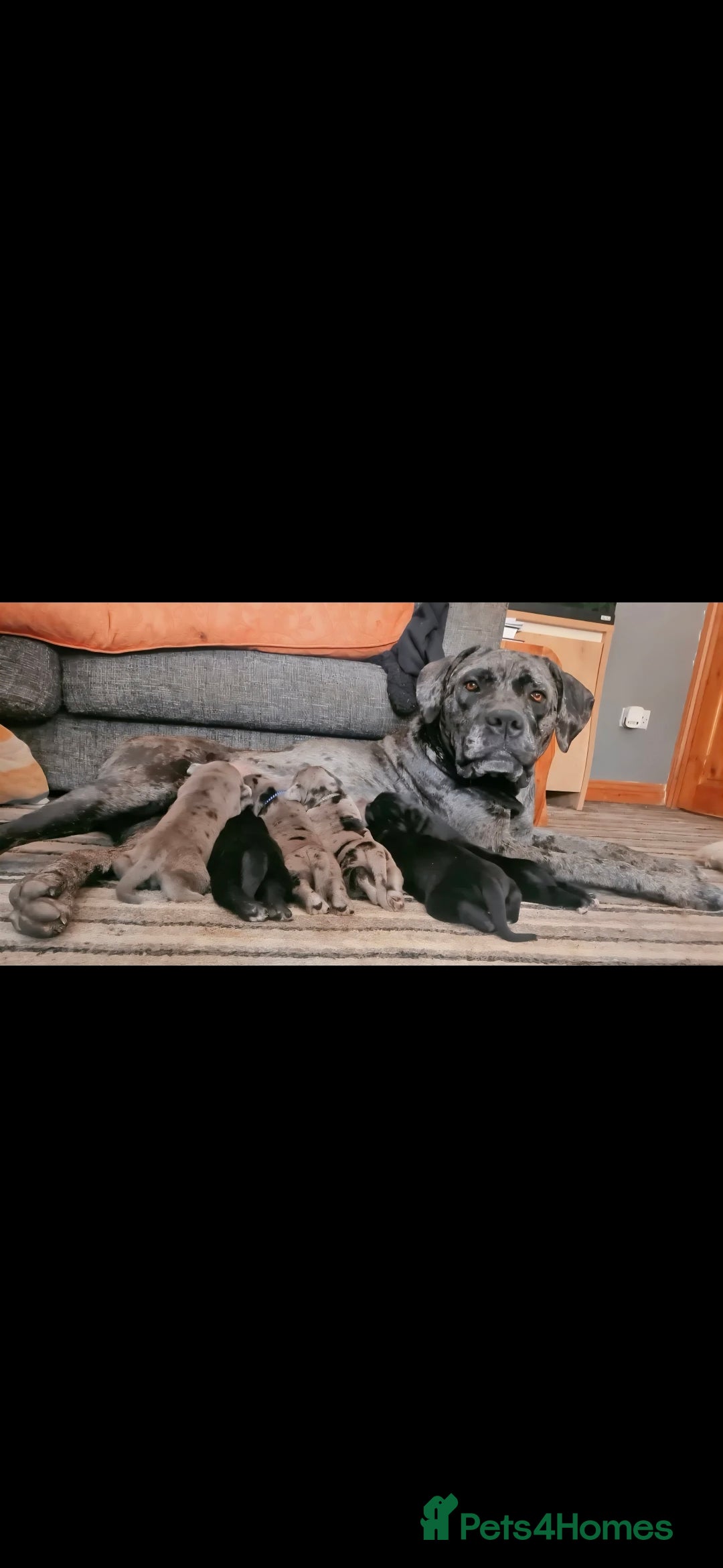 Mixed Breed dogs for sale: HARLEQUINN CANE CORSO X AMERICAN BULLDOGGE - Image 1