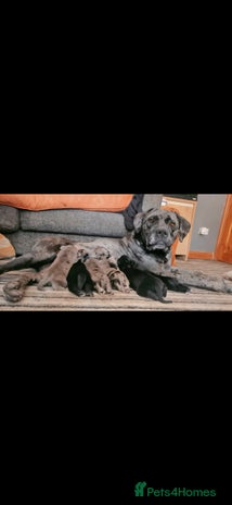 Mixed Breed dogs - Advert 8