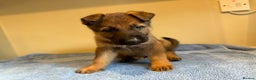 German Shepherd dogs for sale: German shepherd puppies  - Advert 10