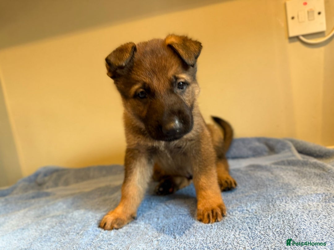 German Shepherd dogs for sale: German shepherd puppies  - Advert 10