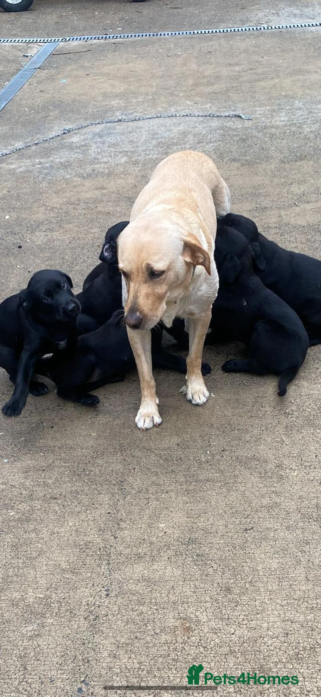 Labrador Retriever dogs for sale: Labrador puppies - Advert 3