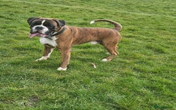 Boxer dogs for stud: KC REGISTERED BRINDLE & WHITE PROVEN STUD.   in Mexborough - Image 19