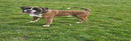 Boxer dogs for stud: KC REGISTERED BRINDLE & WHITE PROVEN STUD.   in Mexborough - Advert 19