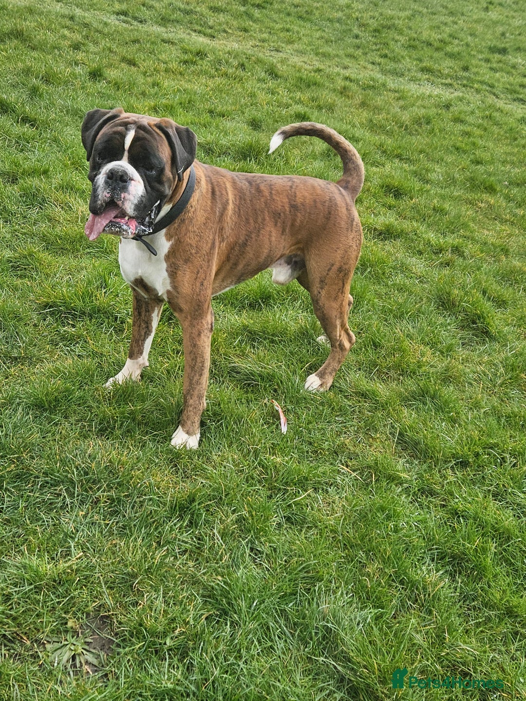 Boxer dogs for stud: KC REGISTERED BRINDLE & WHITE PROVEN STUD.   in Mexborough - Image 19