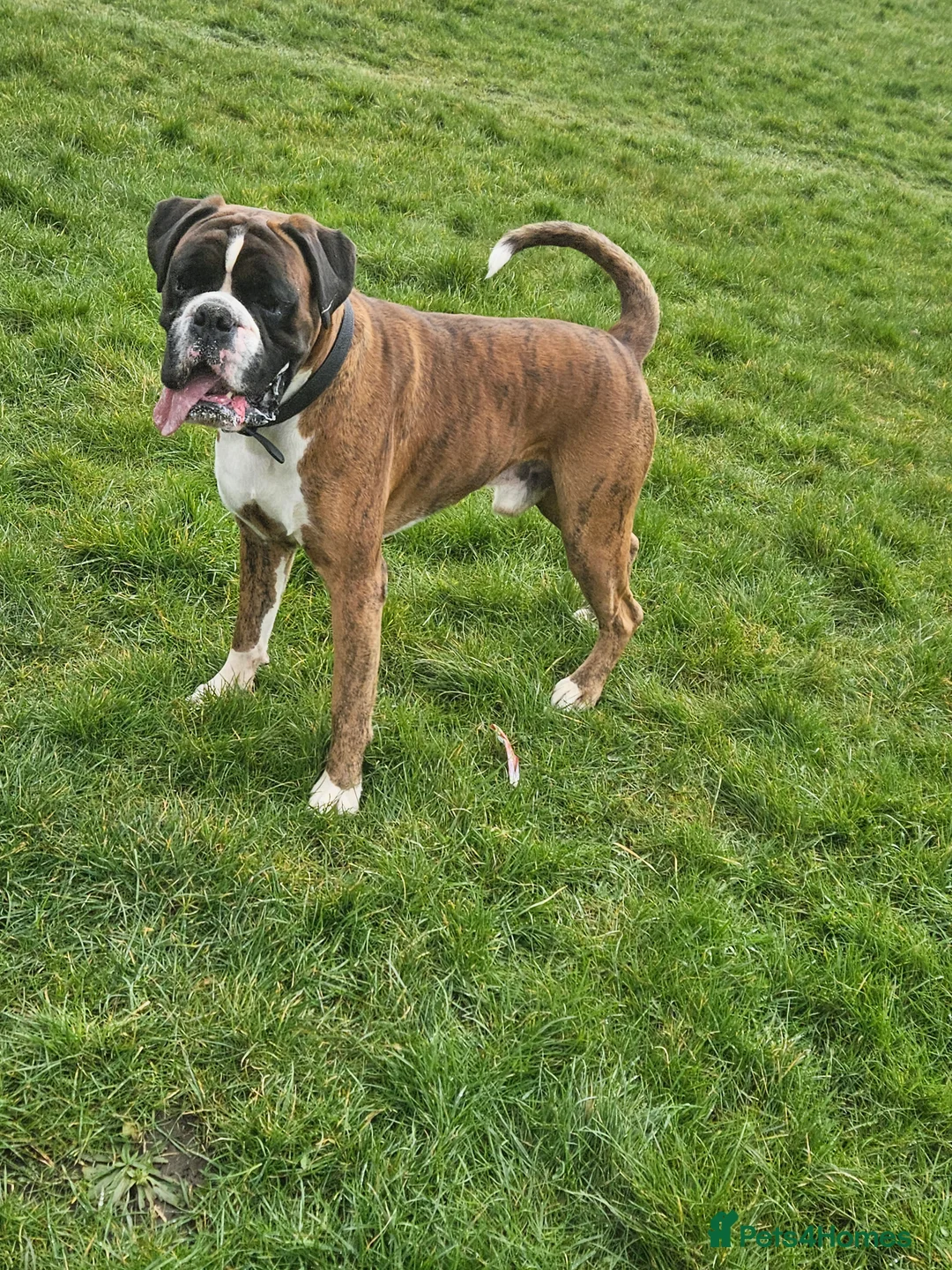Boxer dogs for stud: KC REGISTERED BRINDLE & WHITE PROVEN STUD.   in Mexborough - Advert 19