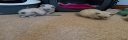 Ragdoll cats for sale: Pure Ragdolls Girl kittens - Advert 14