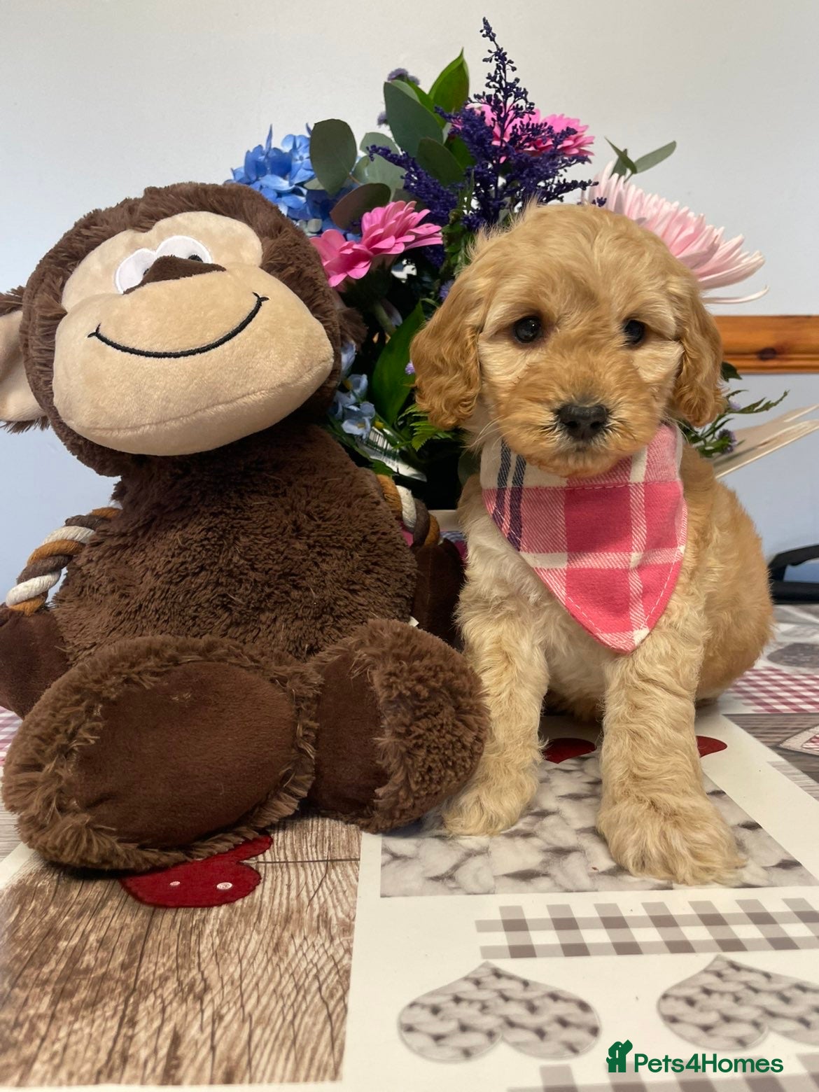 Cockapoo dogs Family-Raised Miniature Cockapoos  available now  - Advert 2
