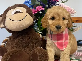 Cockapoo dogs Family-Raised Miniature Cockapoos available now - Advert 2