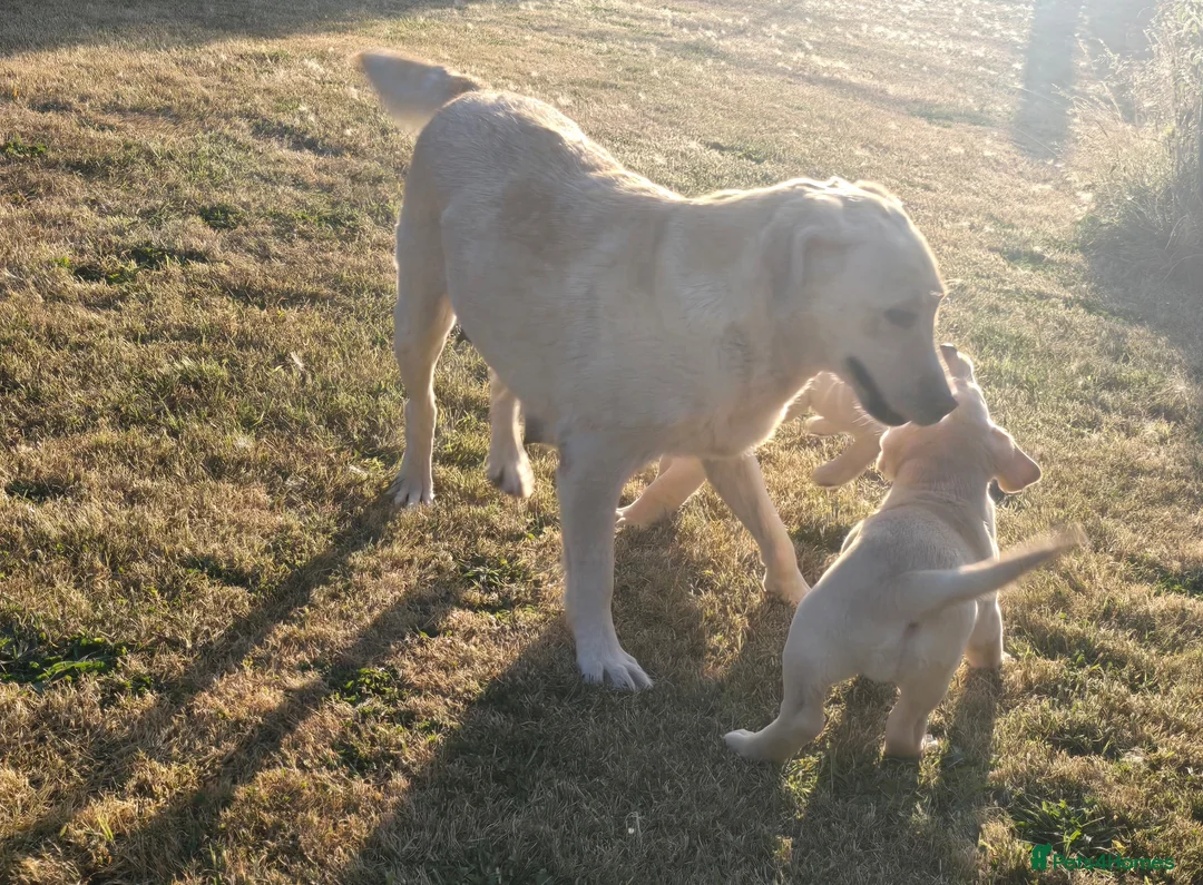 Labrador Retriever dogs for sale: Chunky Labrador Puppies - Advert 6
