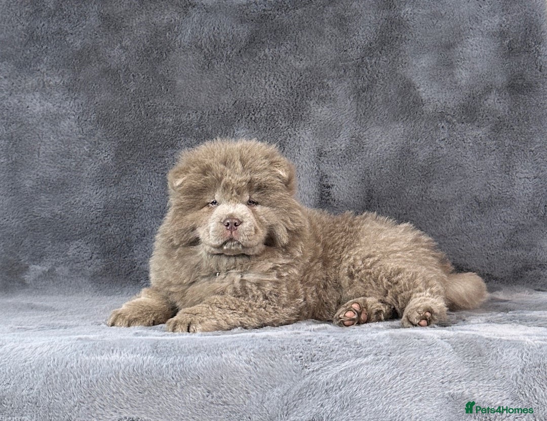 Chow Chow dogs for sale: Outstanding rare solid lilac male chow chow puppy  - Advert 3