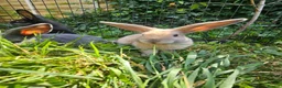 Mixed Breed rabbits for sale: Baby bunny's  - Advert 6