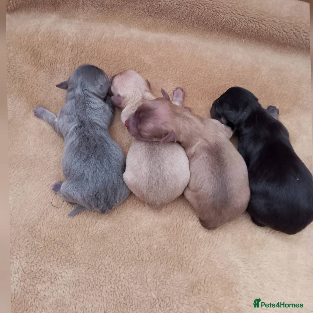 Chihuahua dogs for stud: Reggie the chocolate chi for stud in Ipswich - Advert 15