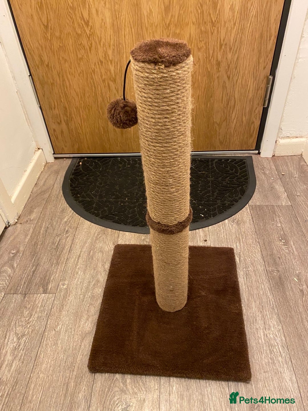 Mixed Breed cats for sale: Female Cat with everything she needs 🤍 - Advert 6