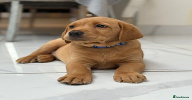 Labrador Retriever dogs in Tamworth - Advert 5