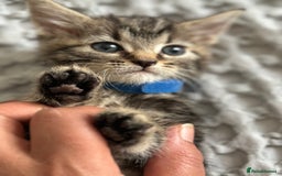 Maine Coon cats for sale: 🌟Adorable kittens now ready 4 forever home🌟 - Image 21
