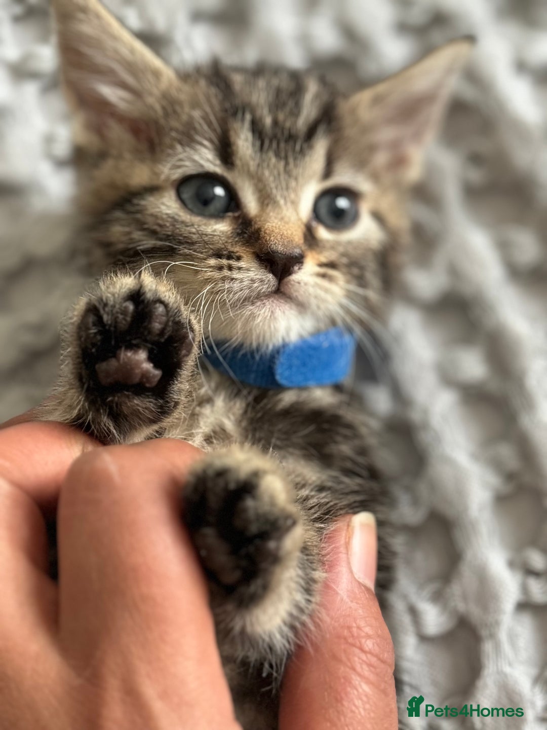 Maine Coon cats for sale: 🌟Adorable kittens now ready 4 forever home🌟 - Image 21