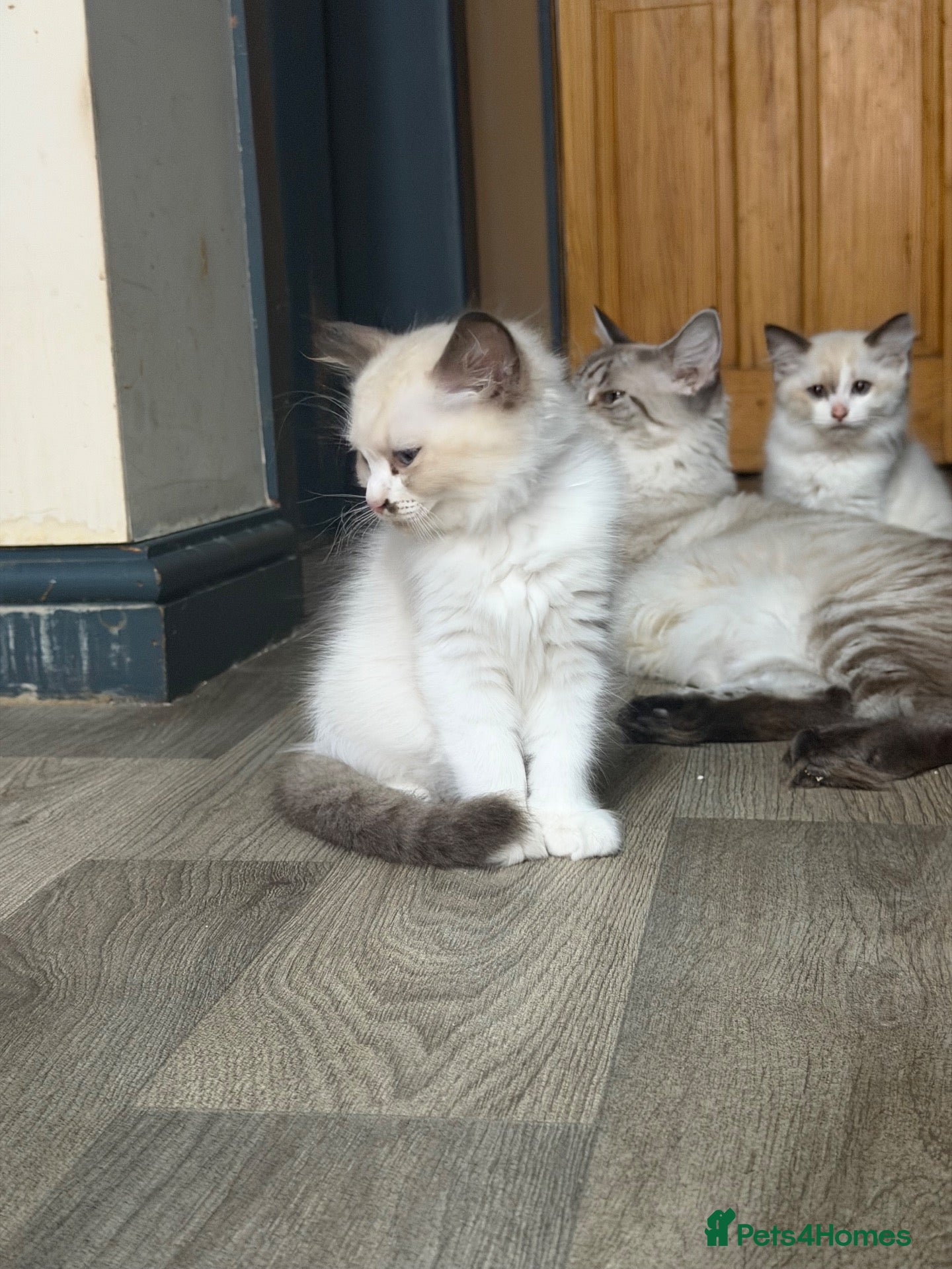 Ragdoll cats Ragdoll kitten  - Advert 1