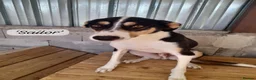 Mixed Breed dogs for adoption: Sailor Boy, 2 yrs approx. Available for adoption. in Brixham - Advert 4