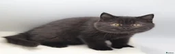 British Shorthair cats for sale: PEDIGREE REGISTERED CHUNKY BRITISH SHORTHAIRS - Advert 9