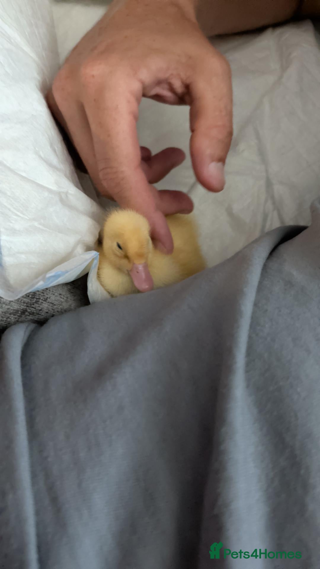 Ducks poultry Ducklings Hatching soon 15th October  - Advert 1