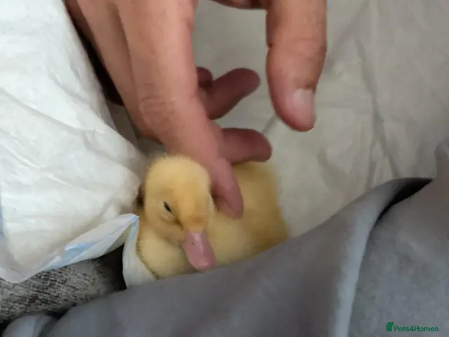 Ducks poultry for sale: Ducklings for sale need homes ASAP - Advert 1