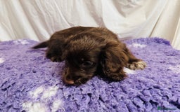 Cockapoo dogs for sale: Chocolate Merle Cockapoo Babies 🐾🐾🐾 - Image 13